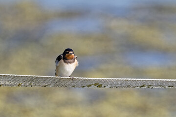 Hirondelle rustique - Hirundo rustica ©  - Erick M - 