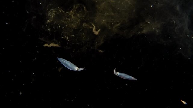 Inshore Squid (Doryteuthis sp.) swimming in the blackwater and hiding in an ink cloud, with another squid.