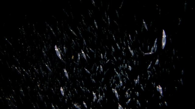 Closeup of a squad of Inshore Squid (Doryteuthis sp.) swimming towards camera, then away. While in a group, in the blackwater.