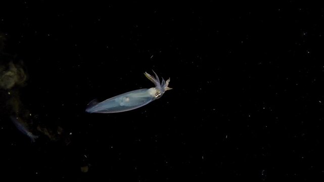Inshore Squid (Doryteuthis sp.) swimming in the blackwater and hiding in an ink cloud, with other squid.