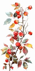 Hand Drawn Watercolor Illustration of Fresh Red Ripe Dog Rose Berries with Herbal Essence