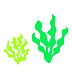 Seaweed