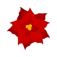 Poinsettia plant illustration, Christmas star illustration on the white