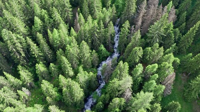 Lush forest with a flowing stream in Cascate del Rutor, captured from an aerial view