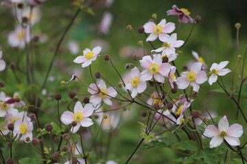 Anemone hupehensis. Closeup of japanese anemone, windflower.
