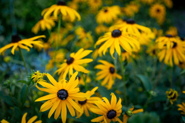yellow Black-eyed Susan Rudbeckia fulgida amazing flower in summer garden, wallpaper or background theme