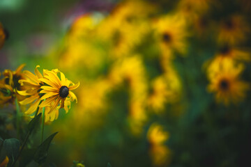 yellow Black-eyed Susan Rudbeckia fulgida amazing flower in summer garden, wallpaper or background theme