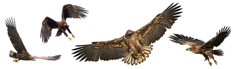 Birds of prey White tailed eagle isolated on white background mix four flying birds