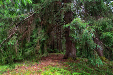 Fototapety na wymiar - Fototapeta24.pl