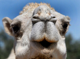 Fototapeta premium Baby camel smiling at camel farm