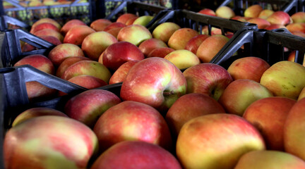 Apples in boxes in a large fruit cooler on an apple farm