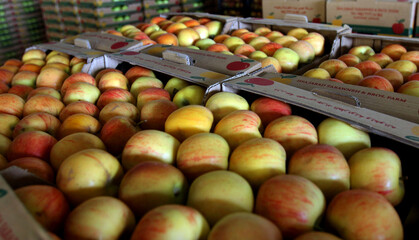 Apples in boxes in a large fruit cooler on an apple farm
