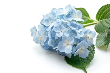 Hydrangea isolated on a white background