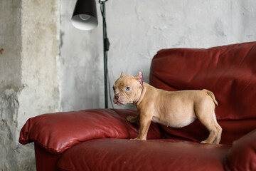 A chocolate American bully puppy poses on a red leather chair