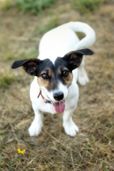 Close-up portrait of dog jack russell terrier