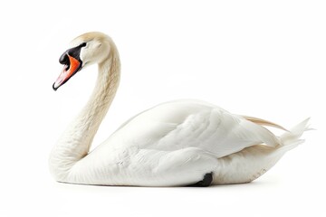 Fototapeta premium Swan isolated on a white background