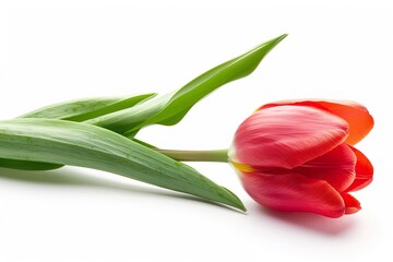 Tulip isolated on a white background