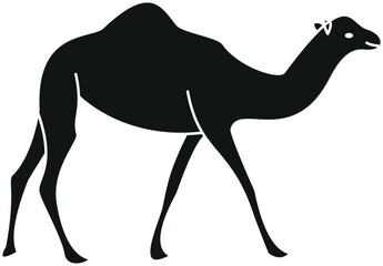 Silhouette of a camel