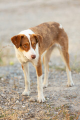 Red mutt street dog standing outdoors