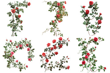 A collage of six images featuring red roses and their vines against a white background