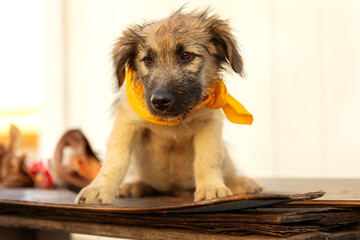 Fuzzy puppy mutt dog with yellow scarf