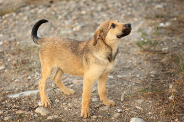 Red brown mutt puppy street dog standing outdoors
