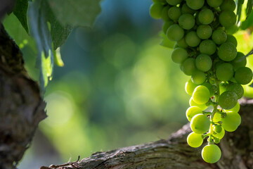 A close-up view of green grapes clustered on a vine branch, highlighting the details of each grape and the textured vine, creating a vivid and vibrant depiction of vineyard produce in Penedes Spain