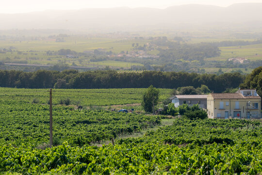 An expansive vineyard landscape stretches out with rows of grapevines leading to distant buildings, capturing the vastness and agricultural richness of the region under a hazy sky in Penedes Spain