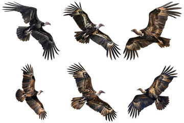 Fototapeta premium A collection of six photos showcasing vultures in flight with various wing positions and angles.