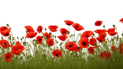 Obraz premium Red poppy in a garden 