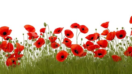 Obraz premium Red poppy 