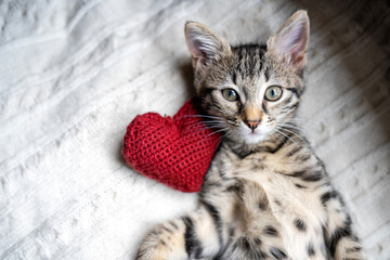 Red knitted heart in the paws of a cat. a gray and black fluffy cat for Valentine's Day or postcard. Textured background with a cat. copy space. Valentine valentine's day, lovers day, love concept