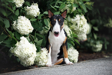 tricolor miniature bull terrier puppy sitting outdoors next to white hydrangea flowers