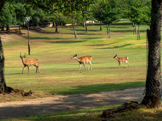 奈良公園を歩く鹿の親子