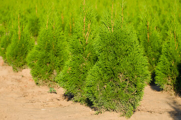 Thuja in the agricultural field close-up