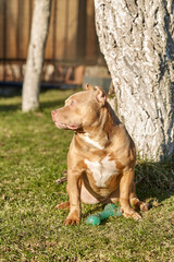 American Bully Dog. American Bully Puppy Portrait. American Bully Pocket, Classic. Companion Dog