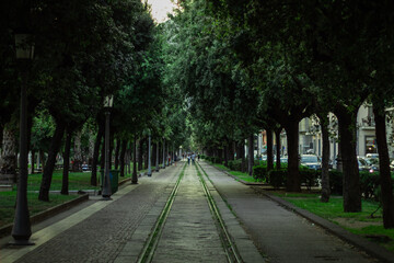 Fototapeta premium Tree city road