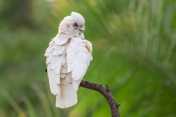 A little corella, a small white cockatoo, sits on a stick with its feathers fluffed up after...