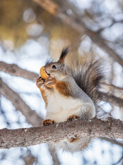 The squirrel with nut sits on tree in the winter or late autumn