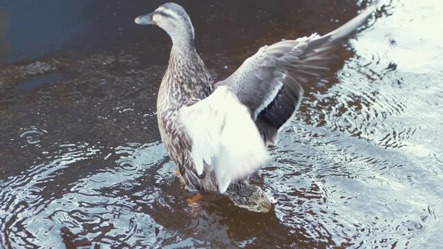 Female duck gracefully flaps her wings in river