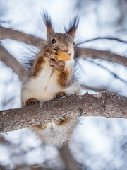 Fototapeta premium The squirrel with nut sits on tree in the winter or late autumn
