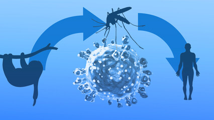 Oropouche virus that causes Oropouche fever, vector infection from sloth to human by mosquito byte, an emergent disease from the Americas  3d rendering