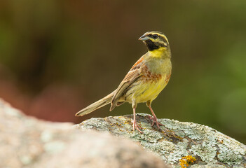 Cirl Bunting