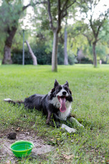 Obedient dog lying on green grass in park