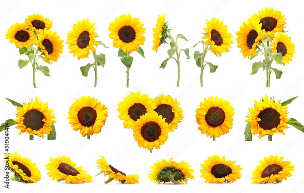 Canvas Prints Many golden sunflowers isolated on white, set