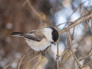 Cute bird the willow tit, song bird sitting on a branch without leaves in the winter.