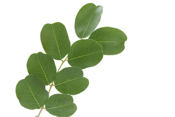 leaves of carob tree isolated on white background