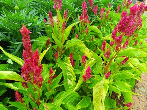 Flowers of Celosia Kelos Fire Red blooming in the garden