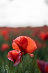 Blossoming poppies with gentle petals in field
