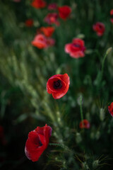 Obraz premium Blossoming poppies with gentle petals in field